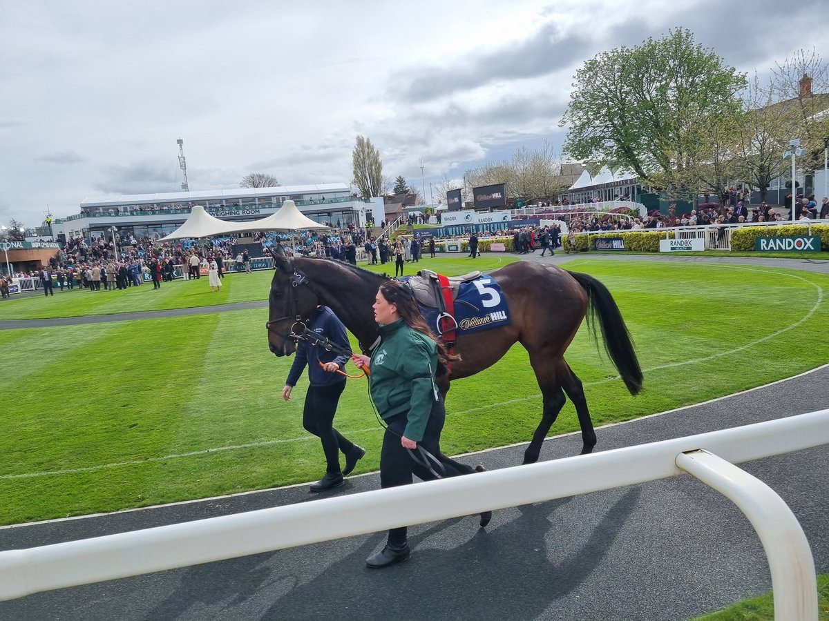 RoadCheltenham's tweet image. 😍 GERRI COLOMBE - runner up in the 2024 Cheltenham Gold Cup - looking a picture at Aintree.