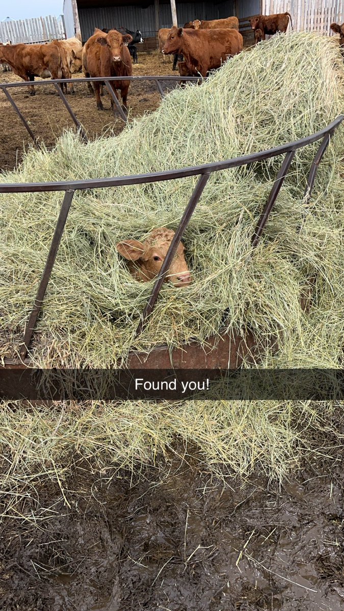 Calving season is coming along nicely. Enjoying the nice warm weather. #calvingseason