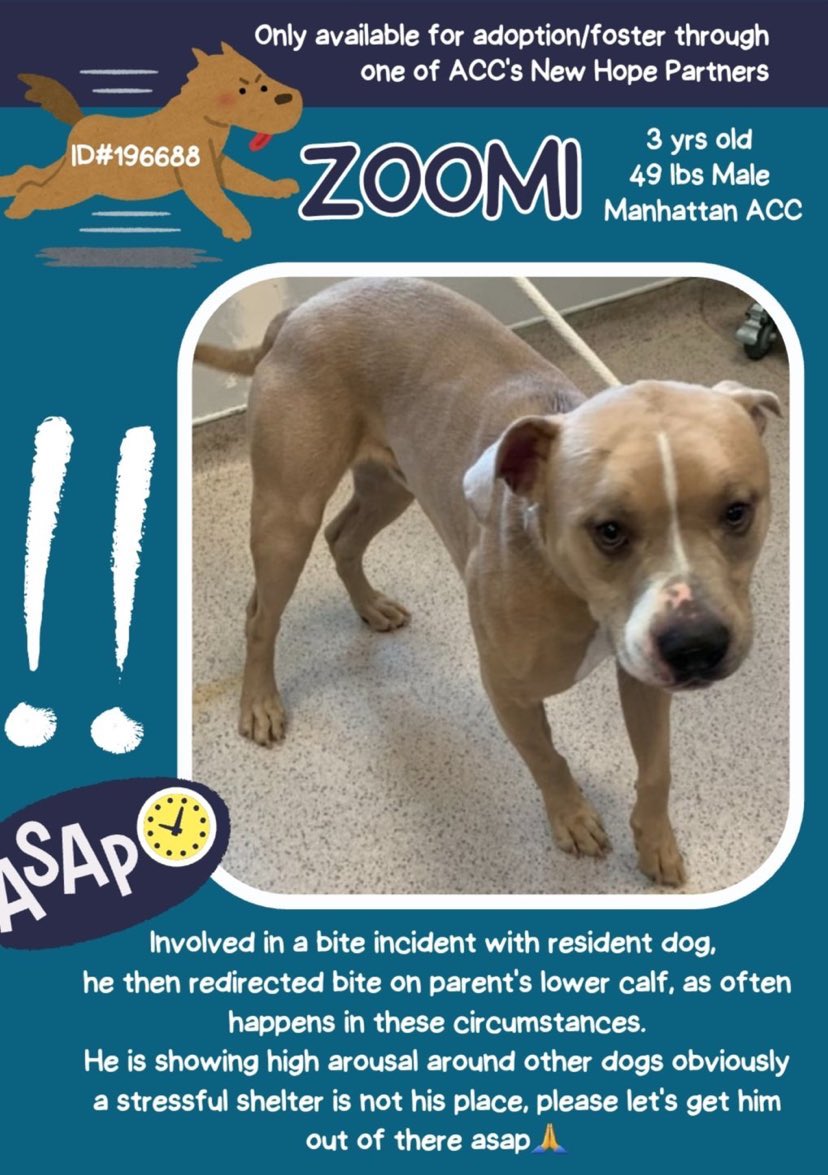 🌀ZOOMI🌀#NYCACC #MACC is not cut out for shelter & would love ❤️ to be in a 4️⃣ever 🏡~Please let’s save this dear boy 💞 #AdoptDontShop #RT #FosteringSavesLives #Pledge ⬇️ 📌Please DM @CathyPolicky @SuzanneSugar nycacc.app/browse/196688
