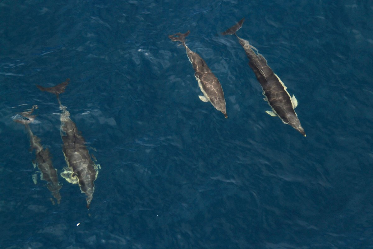 🐬It's #NationalDolphinDay!🐬 Read more about these fascinating, complex and intelligent marine mammals in our blog today; orca.org.uk/delightfully-d… 📸Common dolphins, credit Tom Young