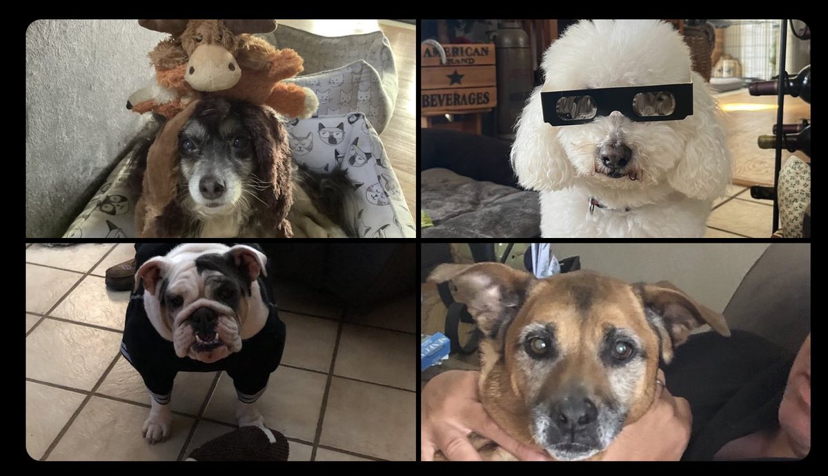 It’s National Pet Day! Bailey, Tucker, Dayzee and Stella say bring your pets in, have a glass of wine, a treat for your pet and say hello! While dogs are our most common visitors, we’ve had cats, a bird, and even a pig! #NationalPetDay2024