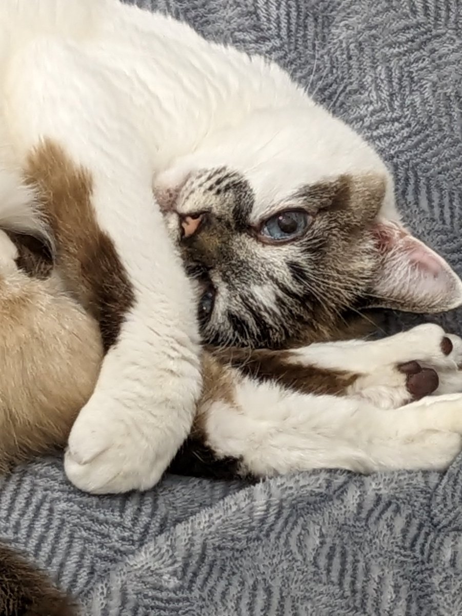 お久しぶりのチャー坊です🐱
なんというあざとい視線…