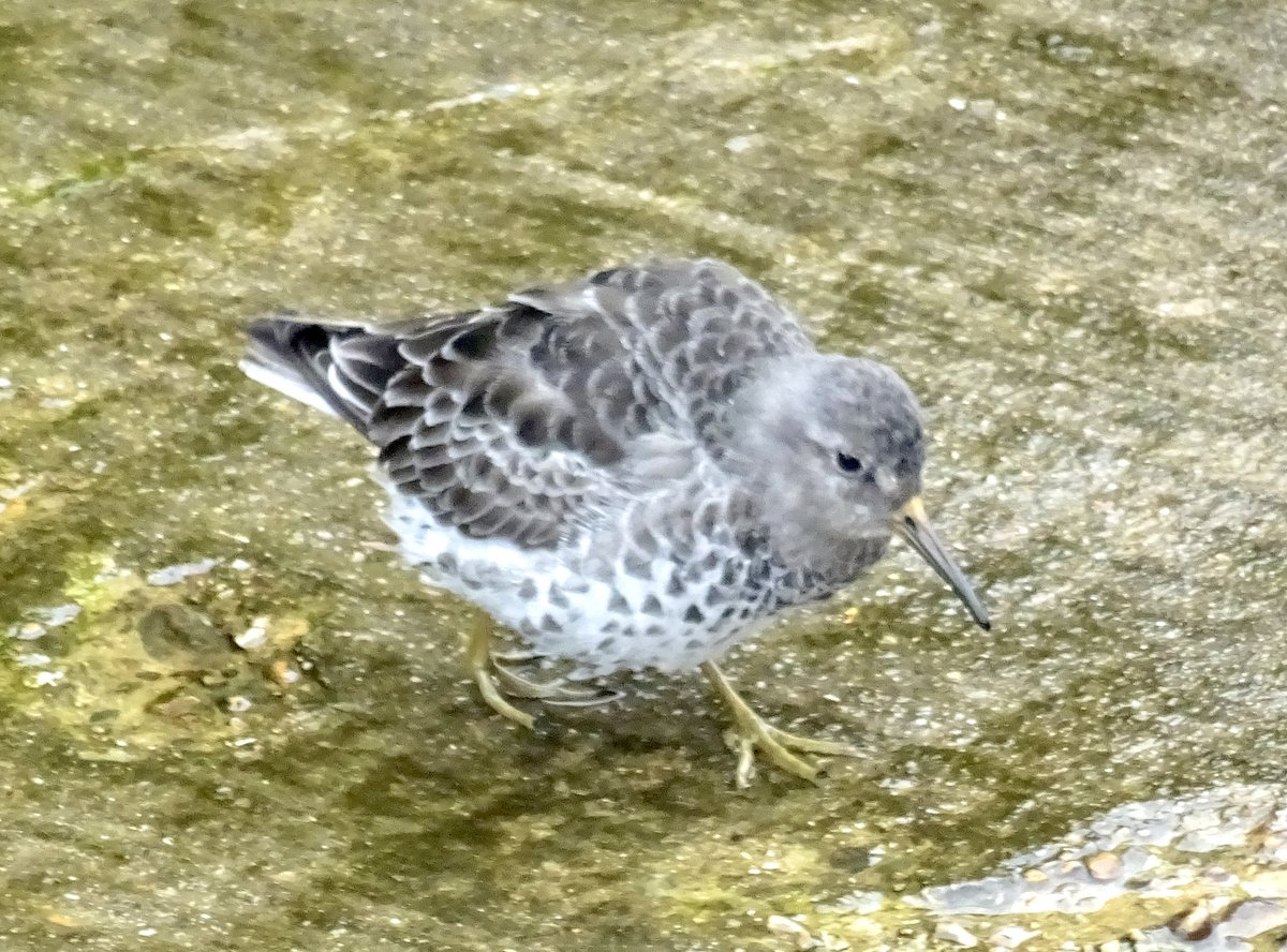 Purple Sandpipers at Brighton Marina today. Star bird @Natures_Voice @SussexBirding @ShorehamBirds @bto @RareBirdAlertUK @Britnatureguide @BBCSpringwatch #purplesandpiper #sandpiper #birding #TwitterNatureCommunity