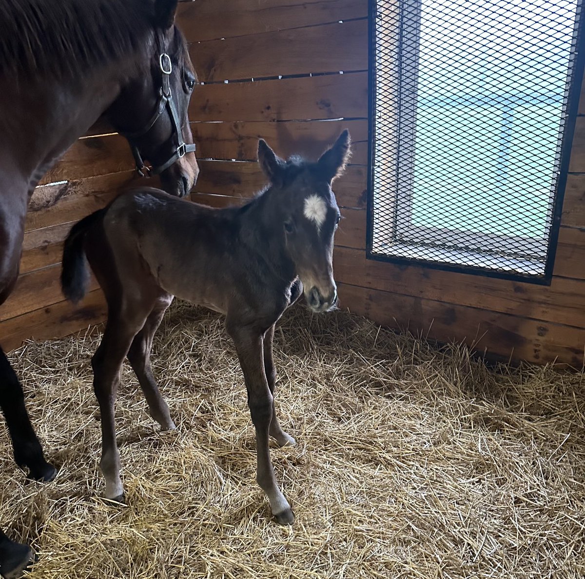 Only four hours old and shared by Richie Donworth/Scarteen Stud this filly ALOHA WEST/Caroline’s Spirit.. Another of our outstanding SHAREHOLDERS, Richie describes as a “BEAUTY”.. We have heard this OFTEN and give thanks for support