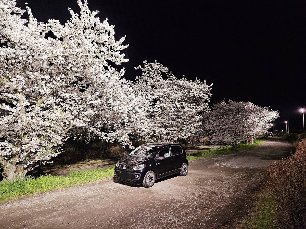 今シーズンの夜桜は絶景
児玉の千本桜