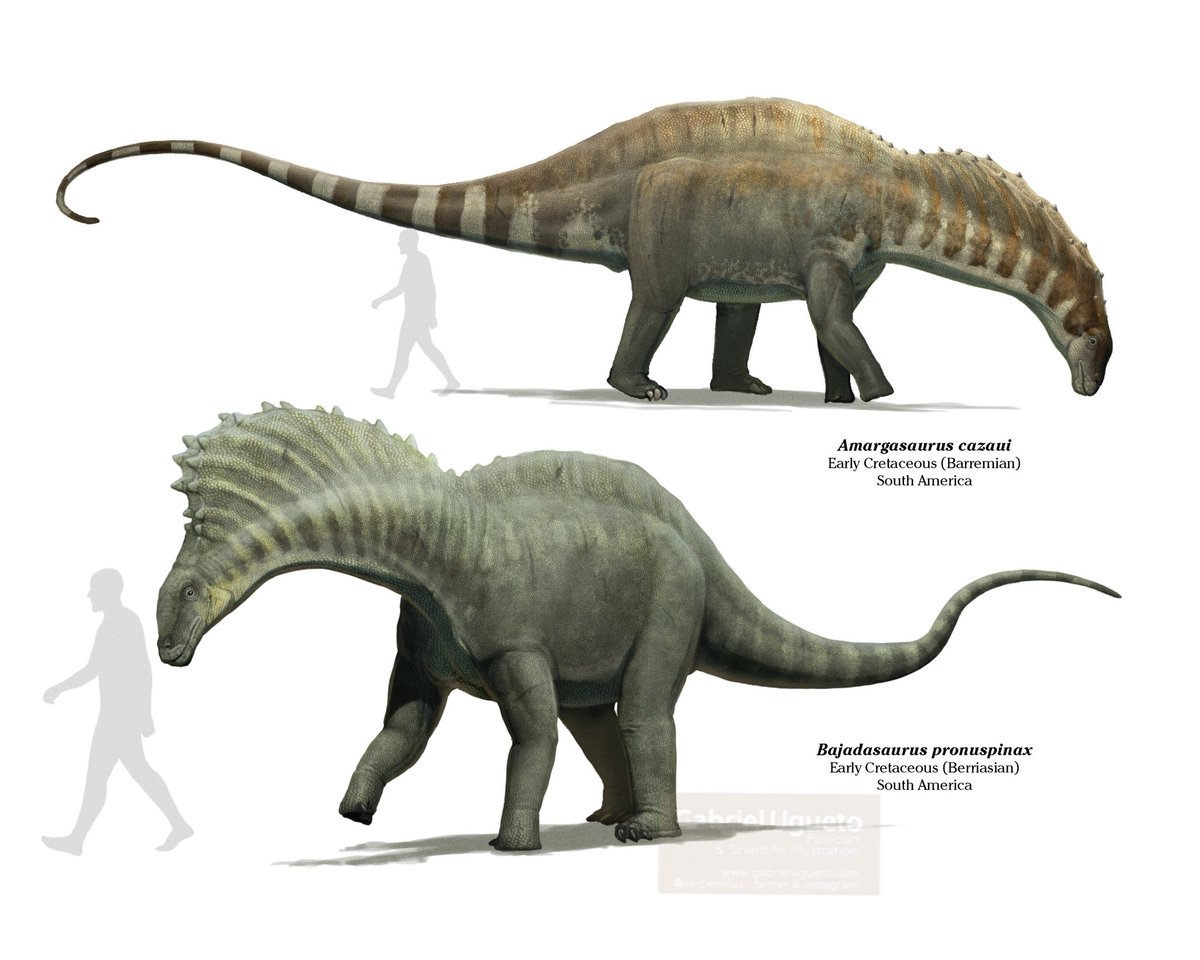 The more flamboyant Dicraeosaurids