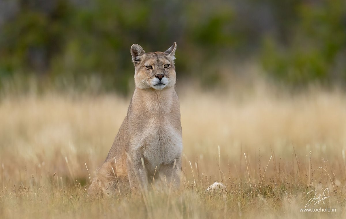 The first #Puma we encountered on the #phototour to #Patagonia was this beauty. She was so comfortable with us that it was a surprise to the guests standing 20 feet away from her for hours.

#ToeholdPhotoTravel #TorresDelPaine #Chile