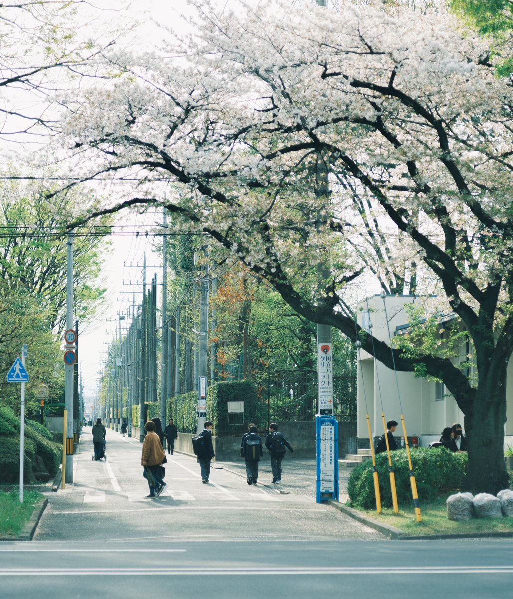 桜と道