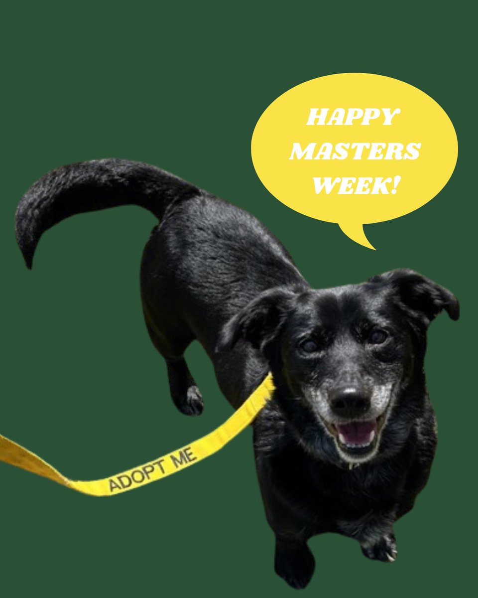 Happy @TheMasters Week from our dog of the month, powered by @petsense Tanner! ⛳️ Learn more about Tanner: ws.petango.com/webservices/ad…