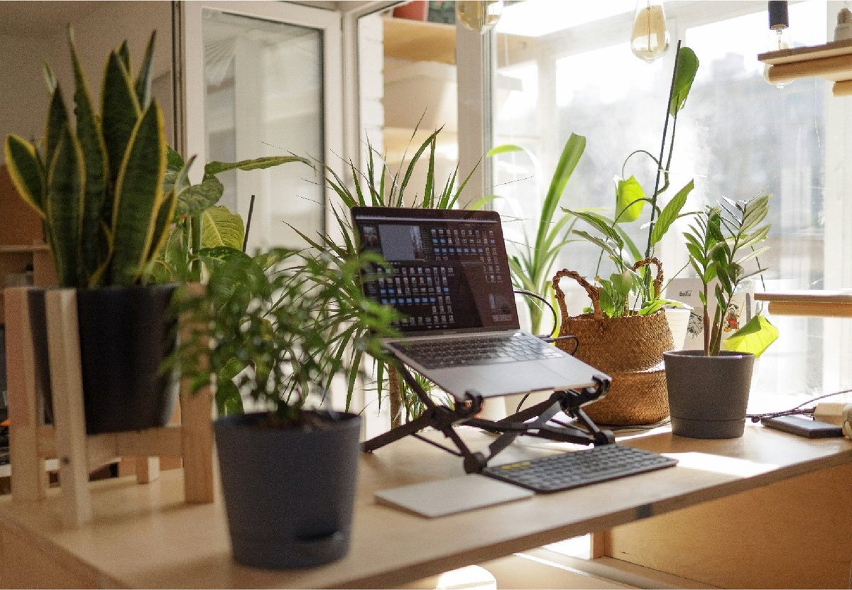 Top 5 low-maintenance office plants! They brighten our desks, boost our mood, reduce stress and increase productivity. Check out our guide on our favourite low-maintenance plants to brighten your office space: bit.ly/Bring-Life-to-…

#OfficePlants #IndoorPlants #WebDesign