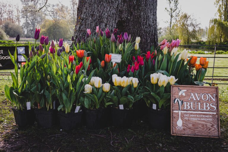 Who’s ready for some plant shopping?! Meet the brilliant nurseries joining us <a href="/tobygardenfest/">Toby's Garden Fest</a> on Fri 3rd and Sat 4th May <a href="/powderhamcastle/">Powderham Castle</a>. tobygardenfest.co.uk/meet-the-brill…