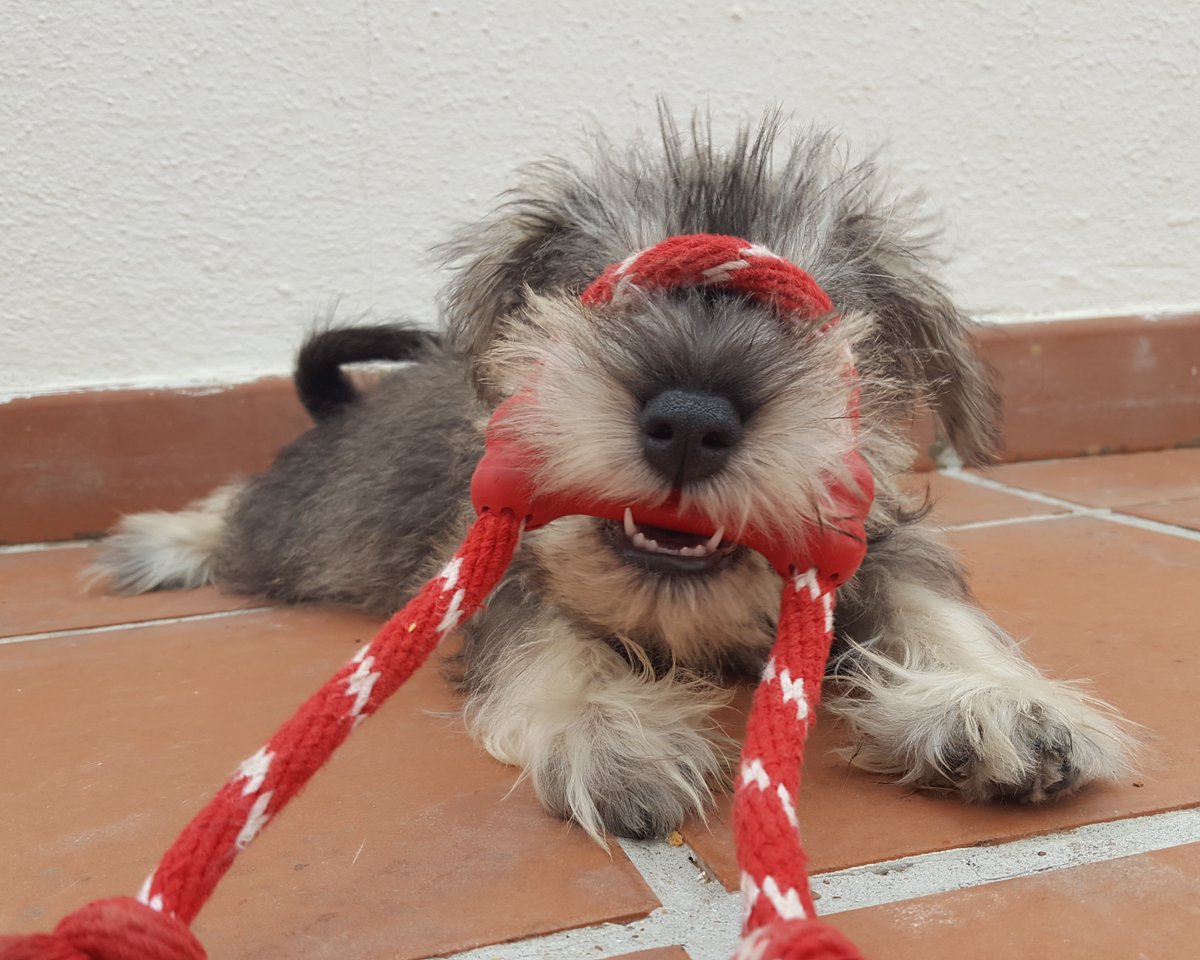 #ThrowbackThursday to me being the scruffy monster 🐗 -September, 2020 #SchnauzerGang #TBT #puppy