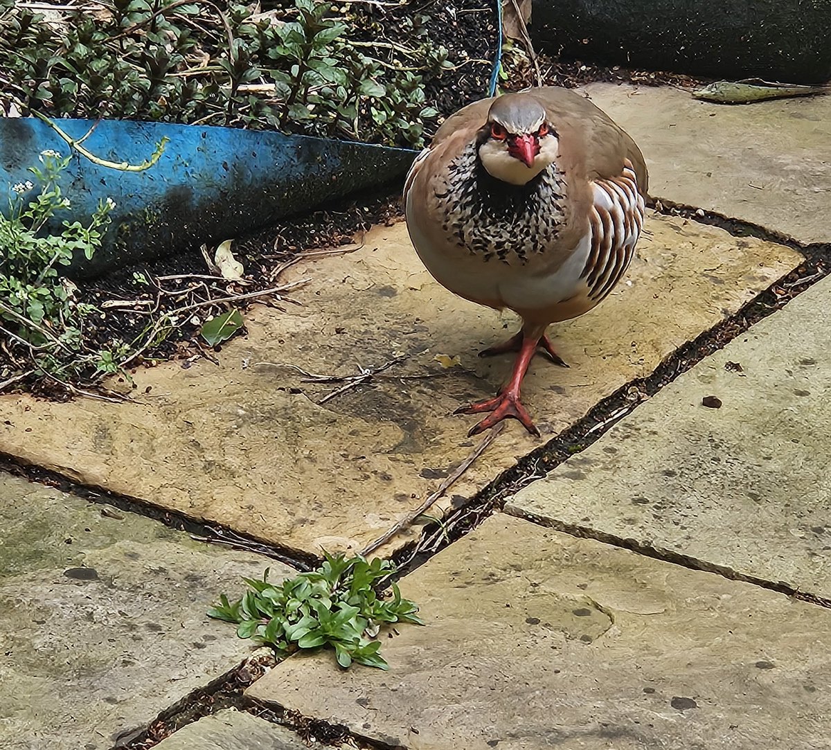 Spotted a gorgeous partridge strolling around the garden 😍