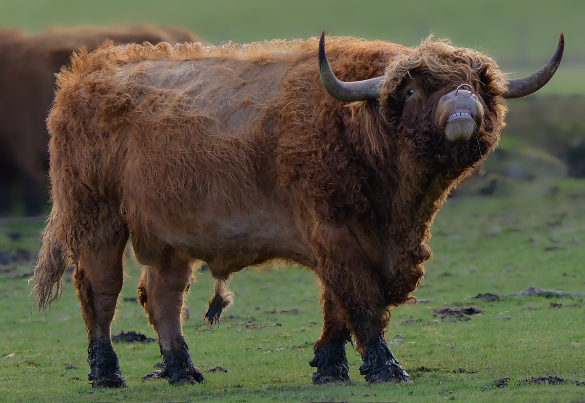 Highland bull with attitude #ThePhotoHour #dailyphoto #PintoFotografia #photography #fotorshot #Viaastockaday #art #photooftheday #photographer #portraitphotography #Cattle #highlandcow @OutdoorPhotoMag