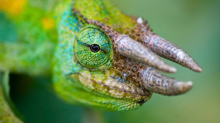 What is the name of this species of Chameleon? (Wrong answers only)