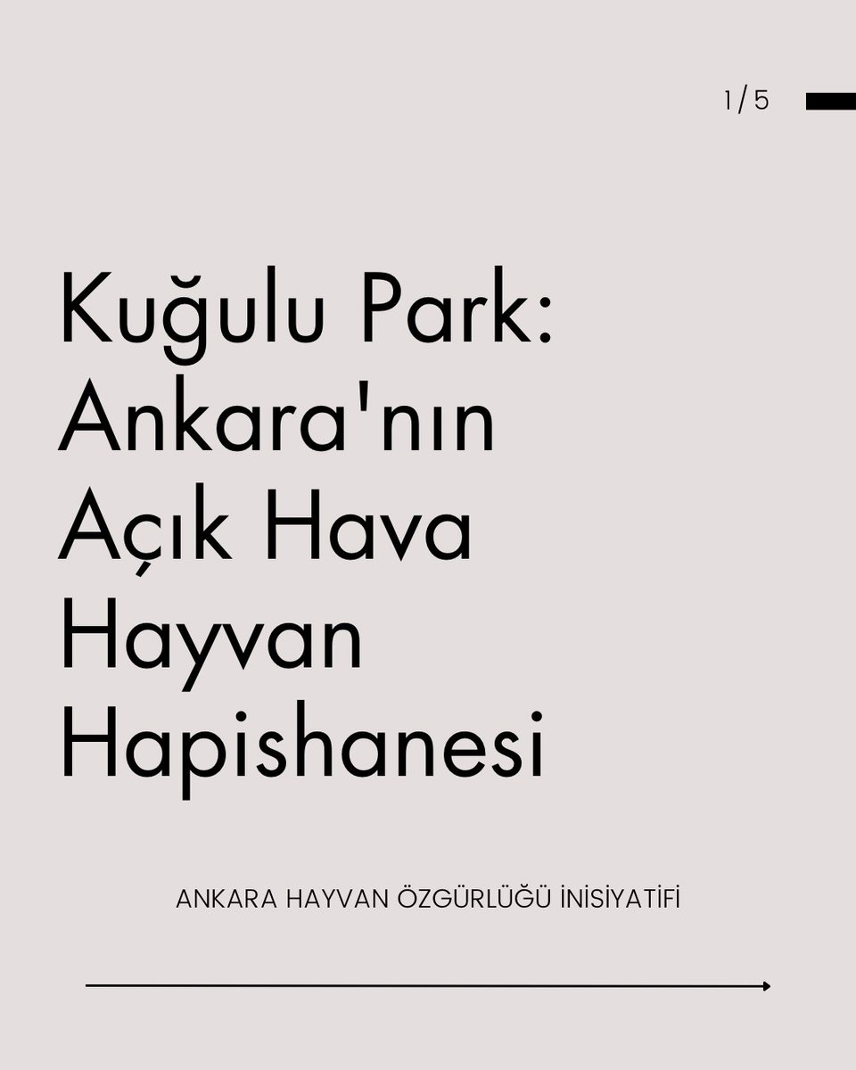 AVeganlar's tweet photo. Kuğulu Park: Ankara'nın Açık Hava Hayvan Hapishanesi 

"Bizim içimizi ferahlatan Kuğulu Park, kuğular, kazlar ve ördekler için bir açık hava hapishanesi görevi görüyor. İnsan türünün seyir zevki için bu hayvanlar tutsak ediliyor."

Metnin tamamı👇 https://t.co/twmZP7yNwj