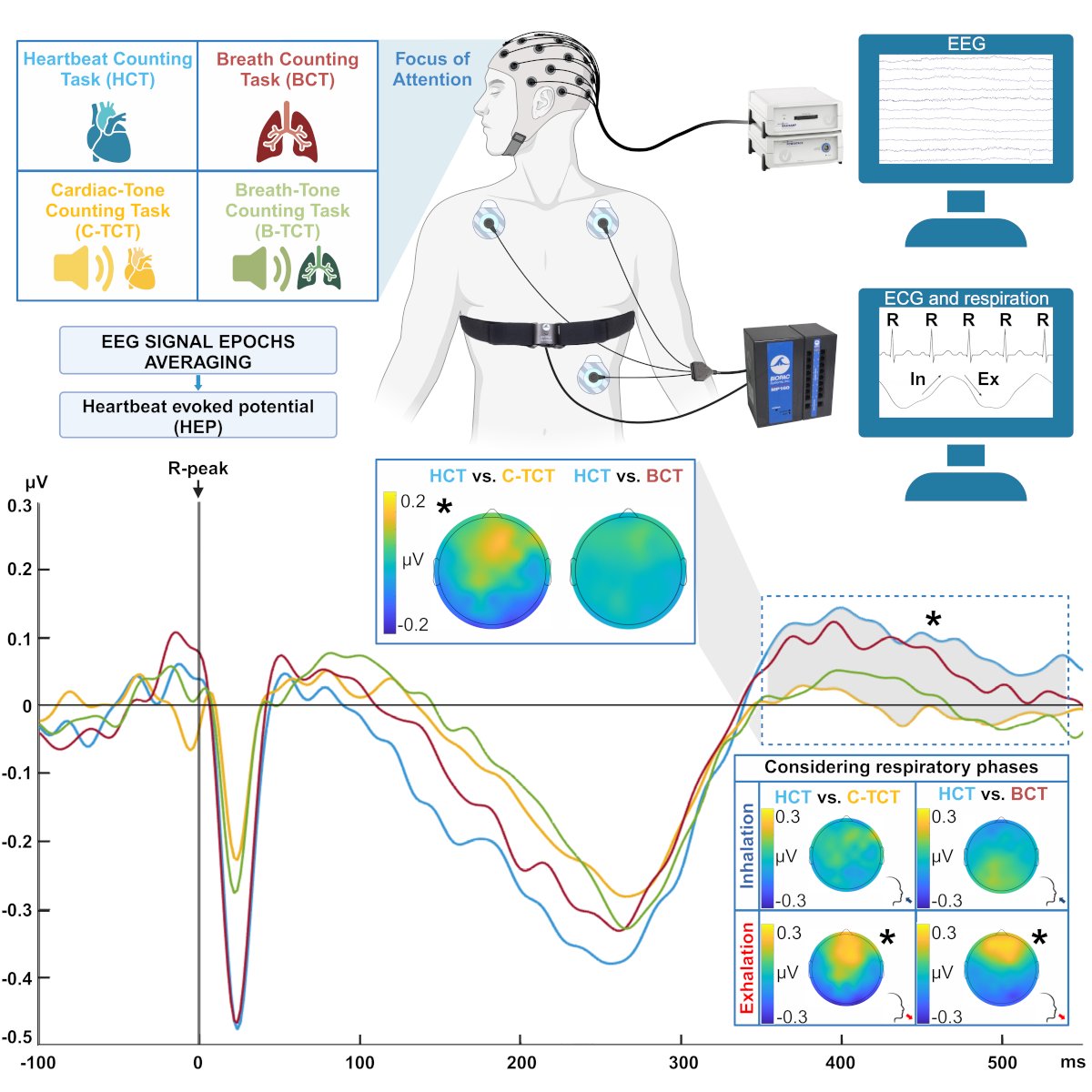 Happy to share our latest @TEAMlab_UdA research on HEP and respiration, now published in iScience! We showed that HEP amplitude increases during cardiac interoception are almost entirely due to HEPs recorded during exhalation. sciencedirect.com/science/articl…