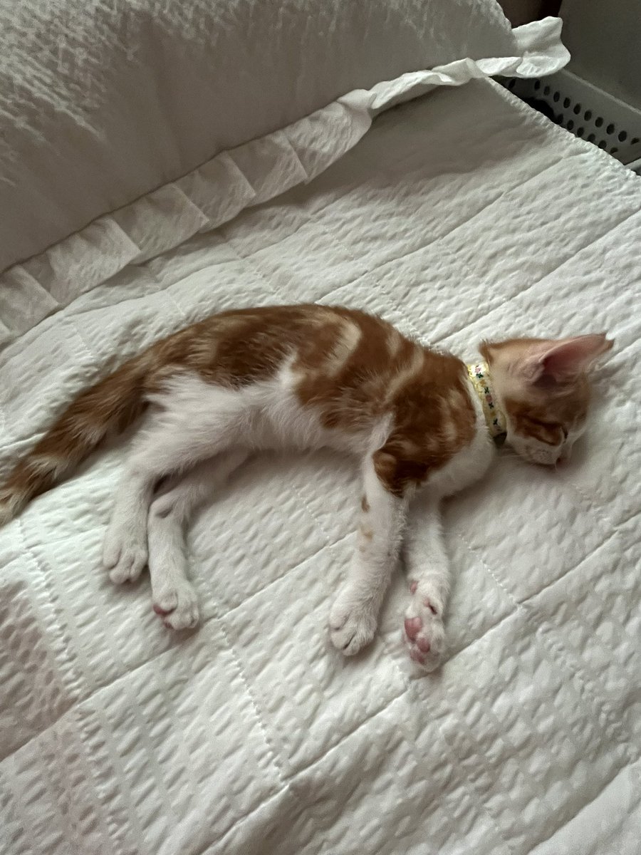 아가때부터 유난히 롱다리