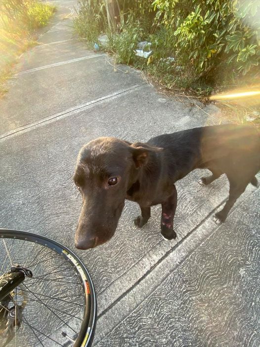 #Difundimos Este perrito está cerca de la entrada del complejo deportivo bajando los Samanes, enfrente de la salida del estacionamiento del CC Las Colinas, está con una pata herida, muy inflamada. No hay contacto. Caracas.