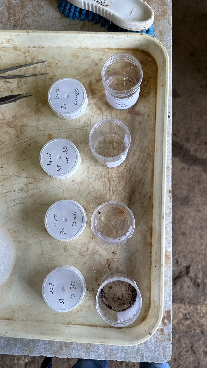 Enjoying a day <a href="/ADASRosemaund/">ADAS Rosemaund</a> filming our root washing process for <a href="/Root2Res/">Root2Res</a>. It might look like 4 buckets on a garden table but it’s an important piece of kit!