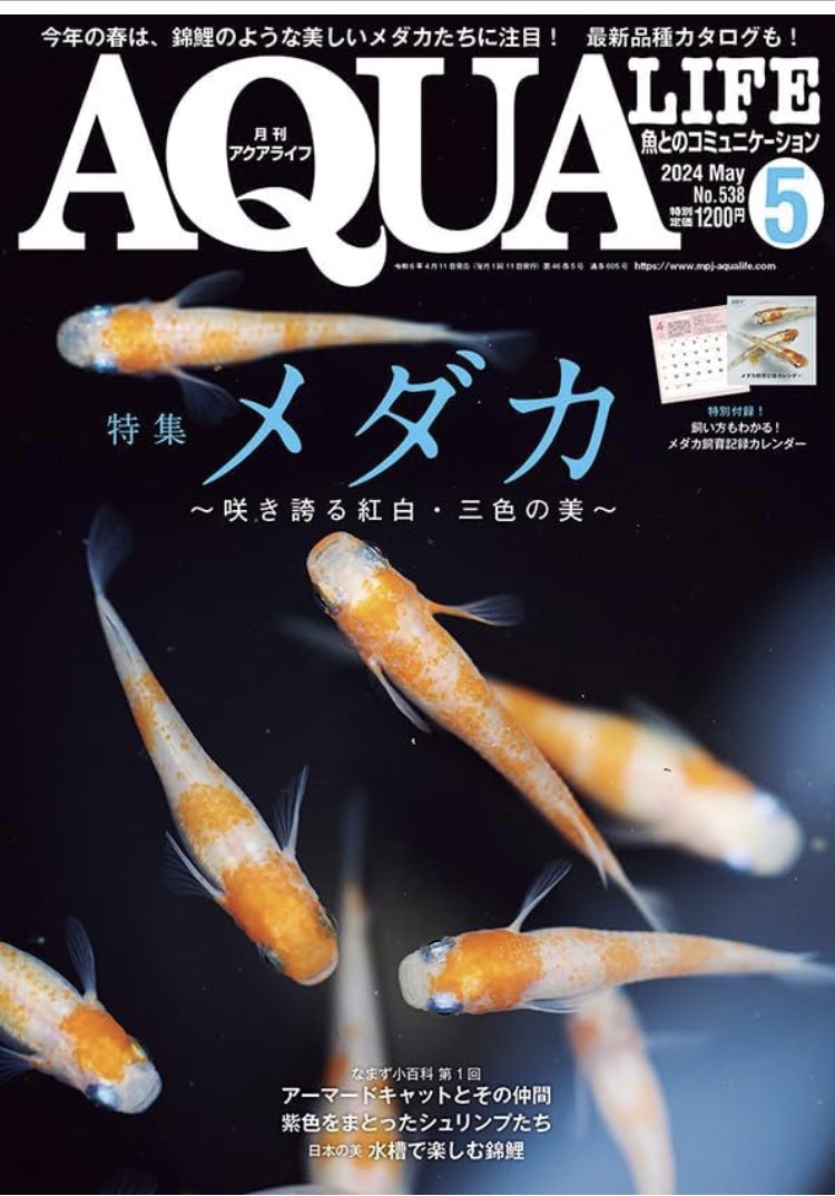 Cappys1's tweet photo. 今日も今日とてメダ活🐠🐠🐠

アクアライフ5月号届きました！

私が書いた記事も載ってるので是非読んでみて下さい！！
p50.51です

#アクアライフ https://t.co/vJcg7HaC12