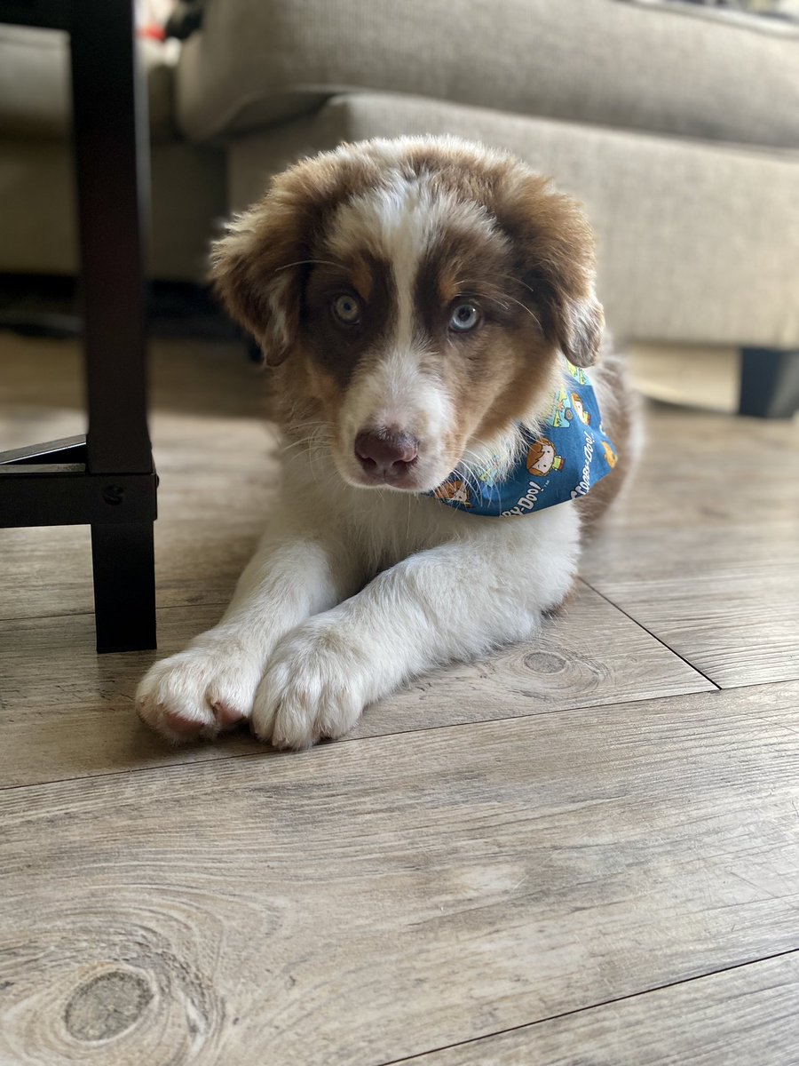 Everypawdy, Meet Jasper🐶🐾 Daisy’s new #Aussie brudder❤️🐶

#Puppy #AussiePuppy #DogMom #DogsofTwitter