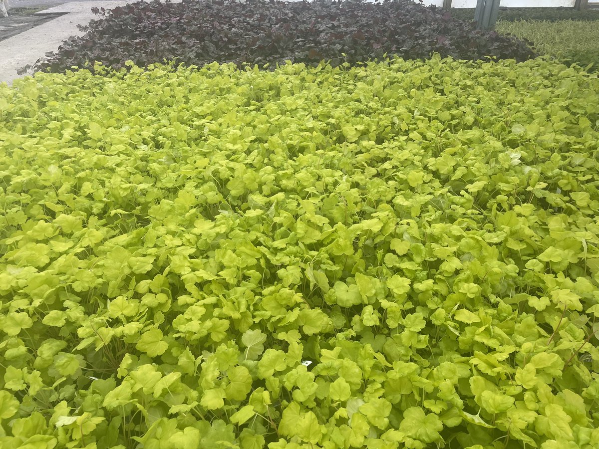 Nice lots of Heuchera Sweet Caroline and Violet Shimmer out for delivery! #newplants #peatfree