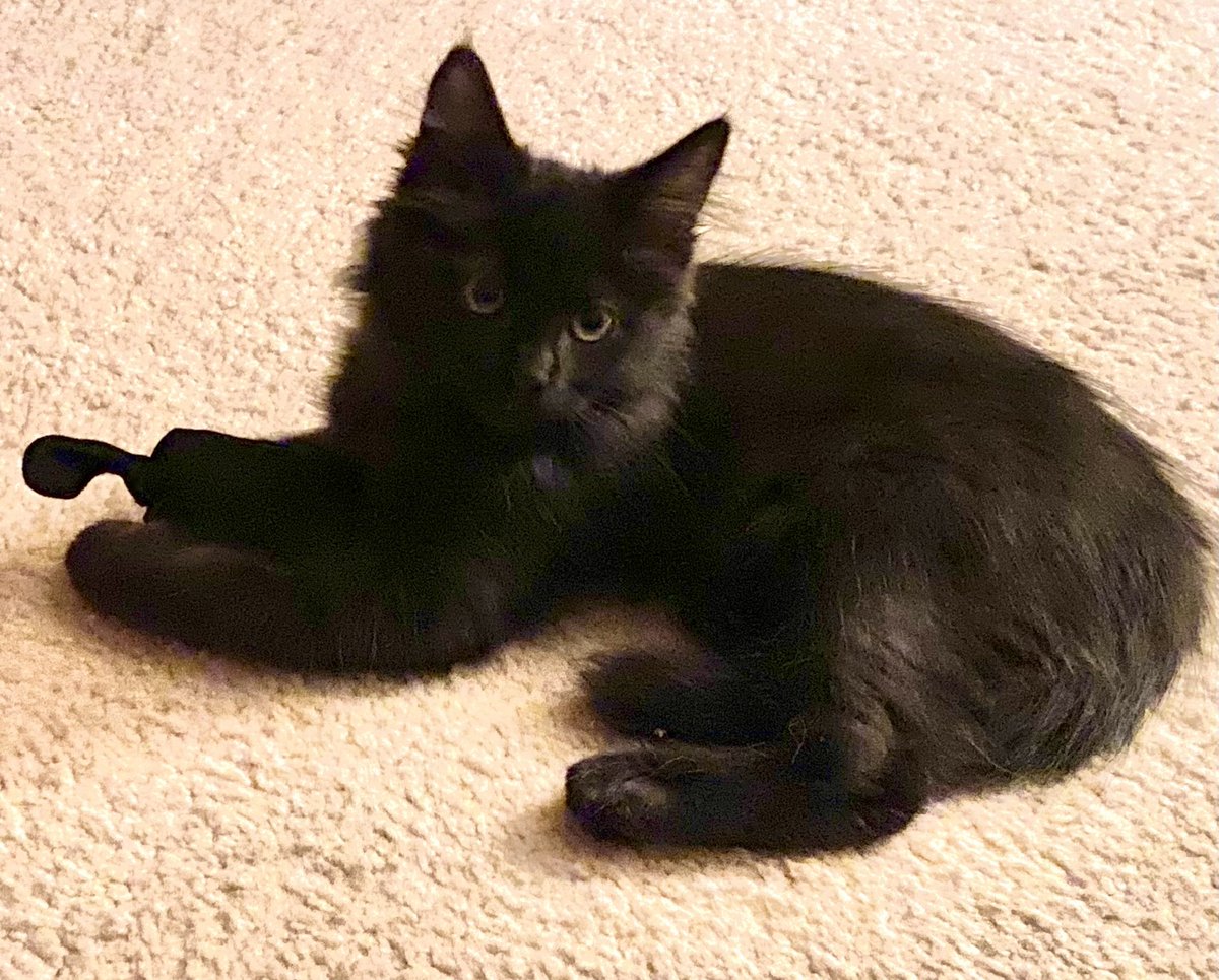 🐈‍⬛Papa called me,🐾a little runt🐾🙀
     in this #ThrowbackThursday 📸 of 
     me taken on 9-27-2020.😸🐈‍⬛
        ❤️😘🤗 to all! 🖤~Sabrina

#CatsOfTwitter #CatsOfX #BlackCats #CatsAreFamily #AdoptDon’tShop #CatPeople #CatLovers #Cats