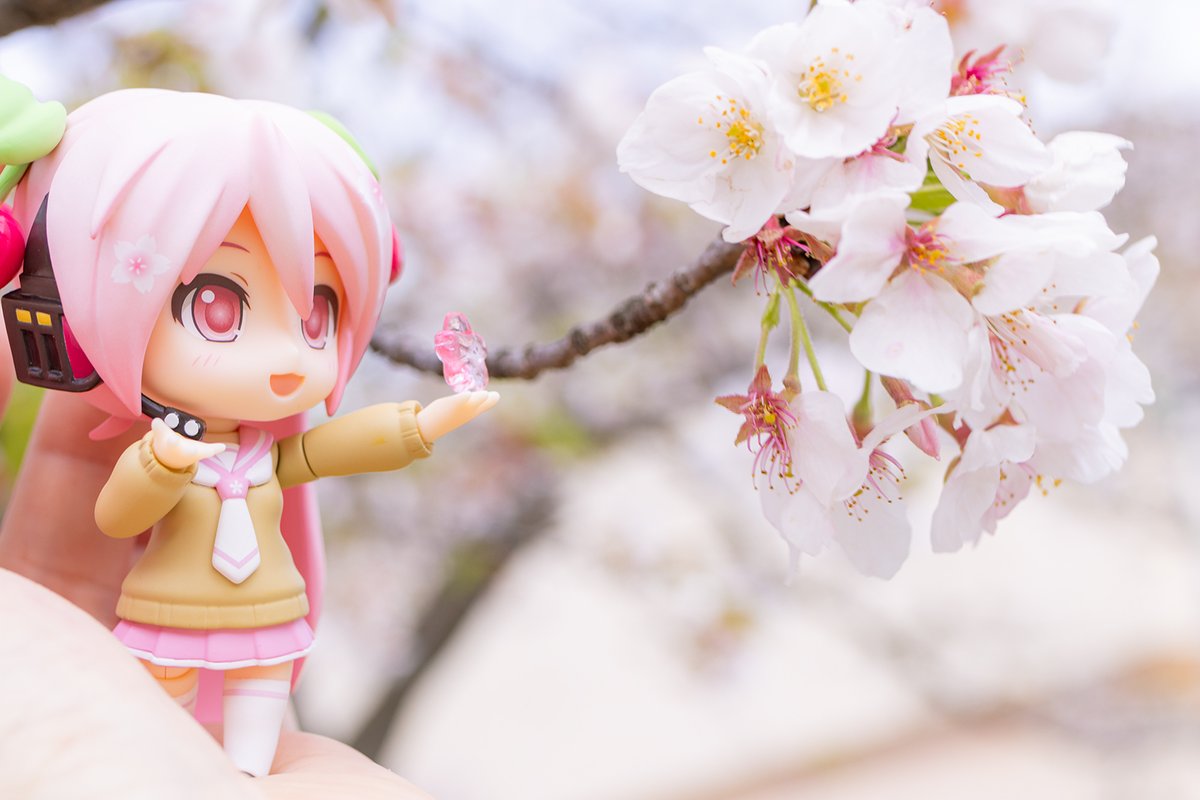 と言う事でセーラー服桜ミクさん可愛すぎなのでオススメなのです( ˘ω˘ ) 

#グッスマくじ 
#桜ミク