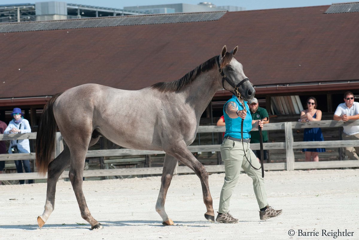 #MDBred The Band Runs On, the 2022 MHBA Yearling Show Grand Champion, is set for his career debut tomorrow at Laurel Park! Bred by Ellen Charles under the nom de course Hillwood Stable LLC, he'll break from post position seven in the sixth race, with a post time of 3:01 p.m.