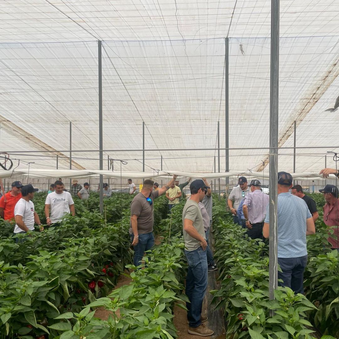 SyngentaES's tweet photo. 🌶️ Ayer celebramos en Alicante una jornada de campo para dar a conocer nuestros pimientos California rojo y amarillo.

Nuestros expertos estuvieron presentando a los agricultores las distintas variedades y sus características como son la resistencia o el calibre https://t.co/Ekv9fLEWwS