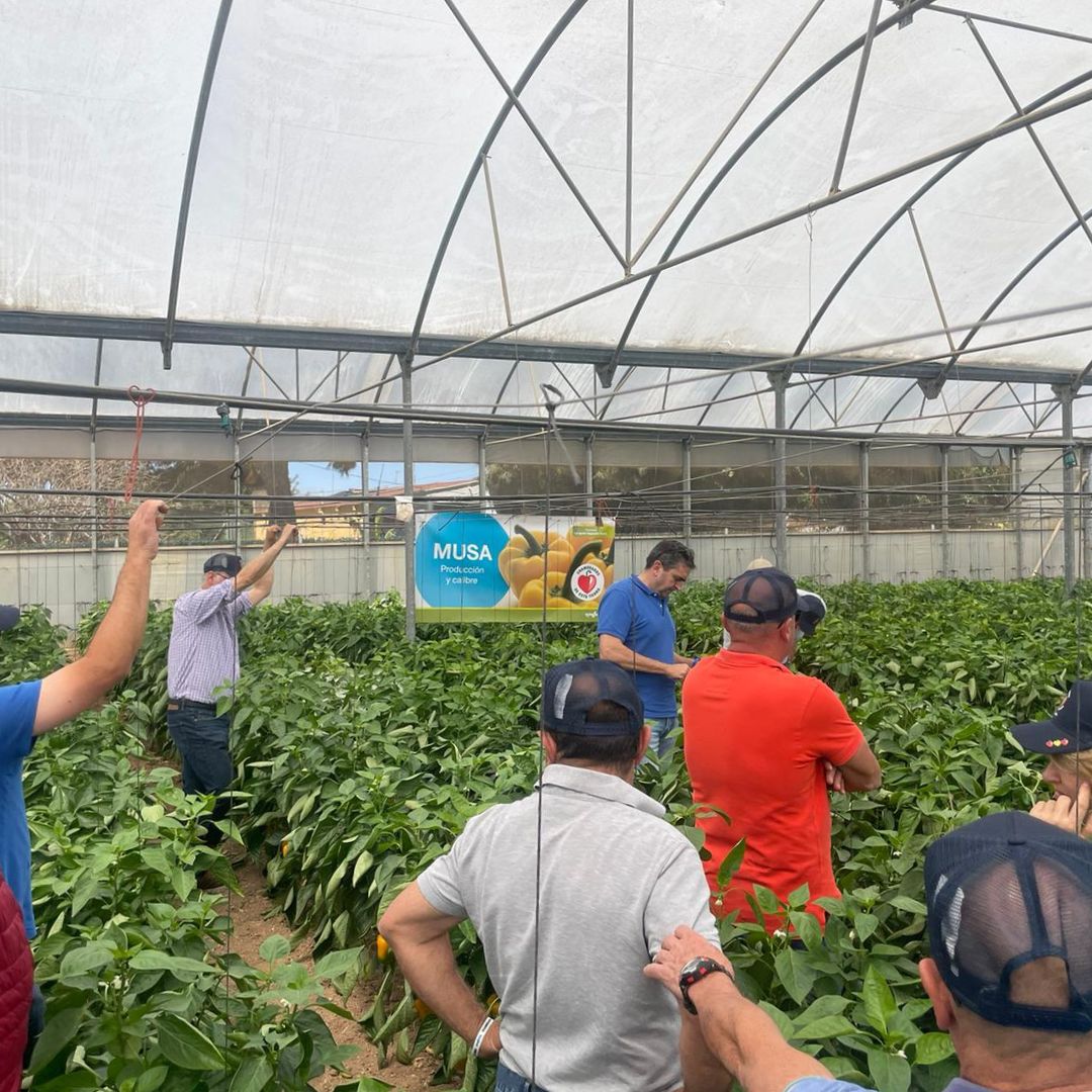 SyngentaES's tweet photo. 🌶️ Ayer celebramos en Alicante una jornada de campo para dar a conocer nuestros pimientos California rojo y amarillo.

Nuestros expertos estuvieron presentando a los agricultores las distintas variedades y sus características como son la resistencia o el calibre https://t.co/Ekv9fLEWwS