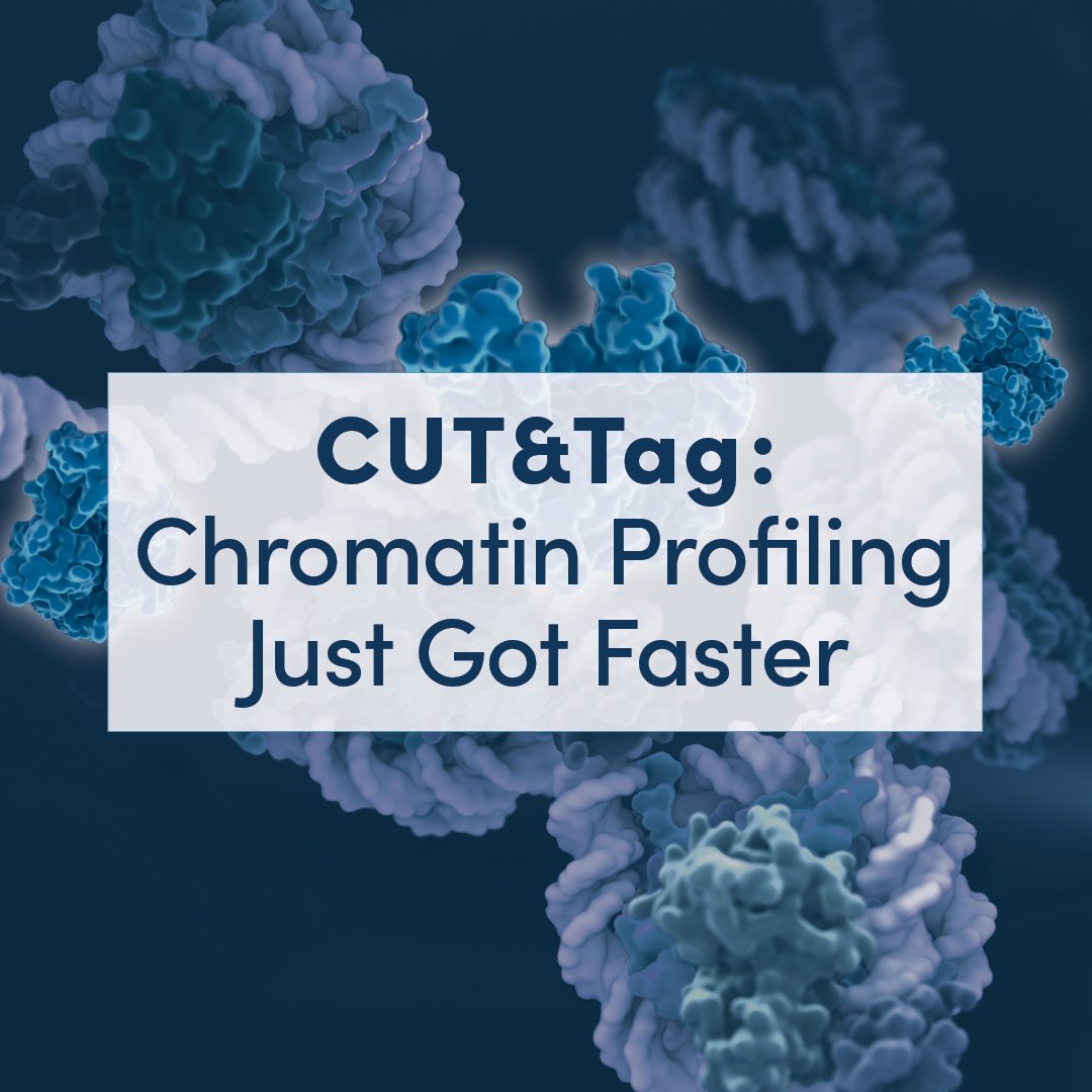 Meet the newest member of our chromatin profiling portfolio–CUT&Tag! You can run more samples per sequencing lane with CUT&Tag because sequencing depths are lower compared to ChIP-seq and CUT&RUN. Start your CUT&Tag experiment now: cst-science.com/hiahli