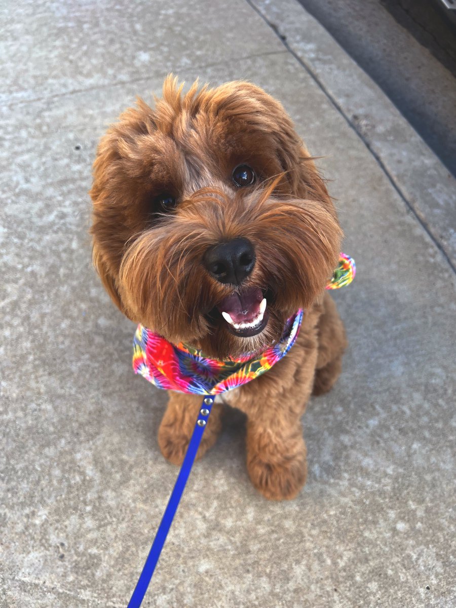 'Walks make me cheese!' Submitted by Erin S
***
Happy Howie's happy dog of the week!⁣⠀⁠
⠀⁣⠀⁠
#tbt #throwbackthursday #dogsofinstagram #happyhowies #happydogphotocontest