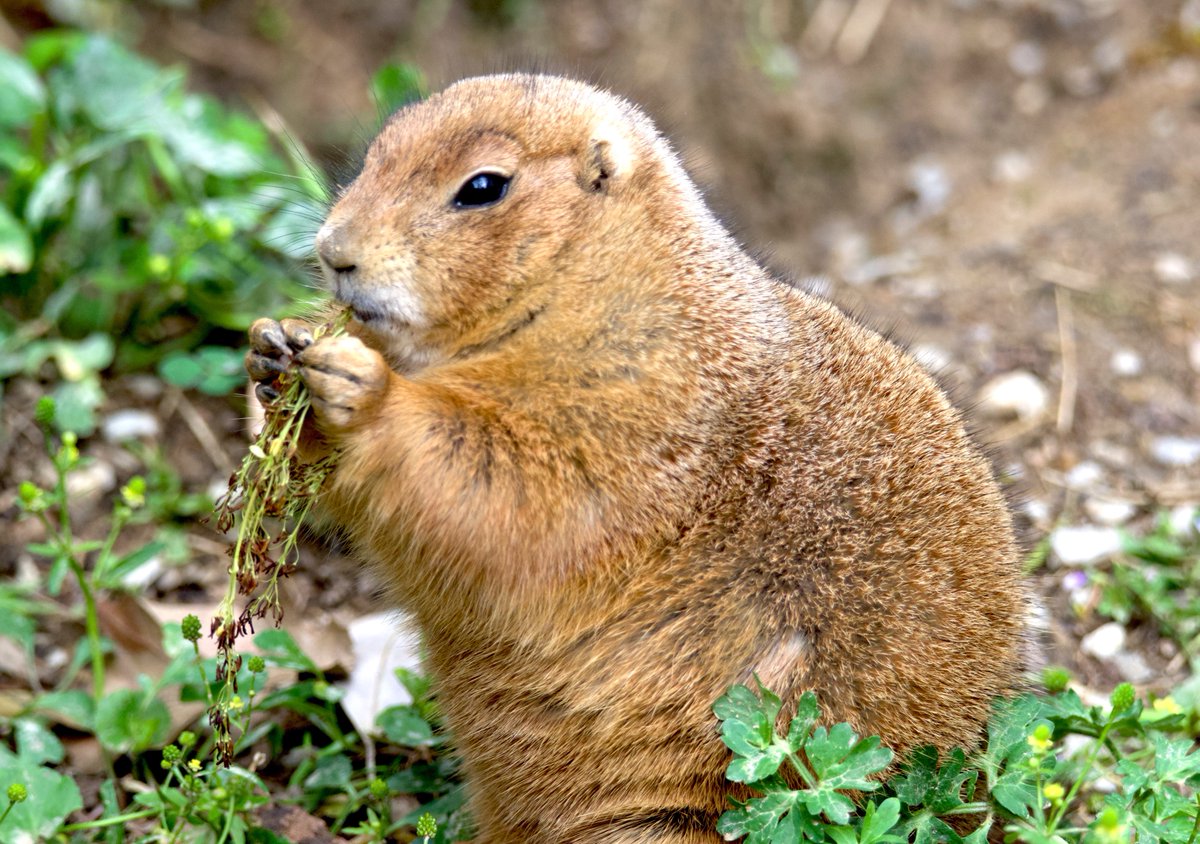 Did you know prairie dogs have one of the most complex languages in the animal kingdom? They use a variety of chirps and barks to communicate different messages, such as warning calls for predators or to coordinate group activities. #memphiszoo