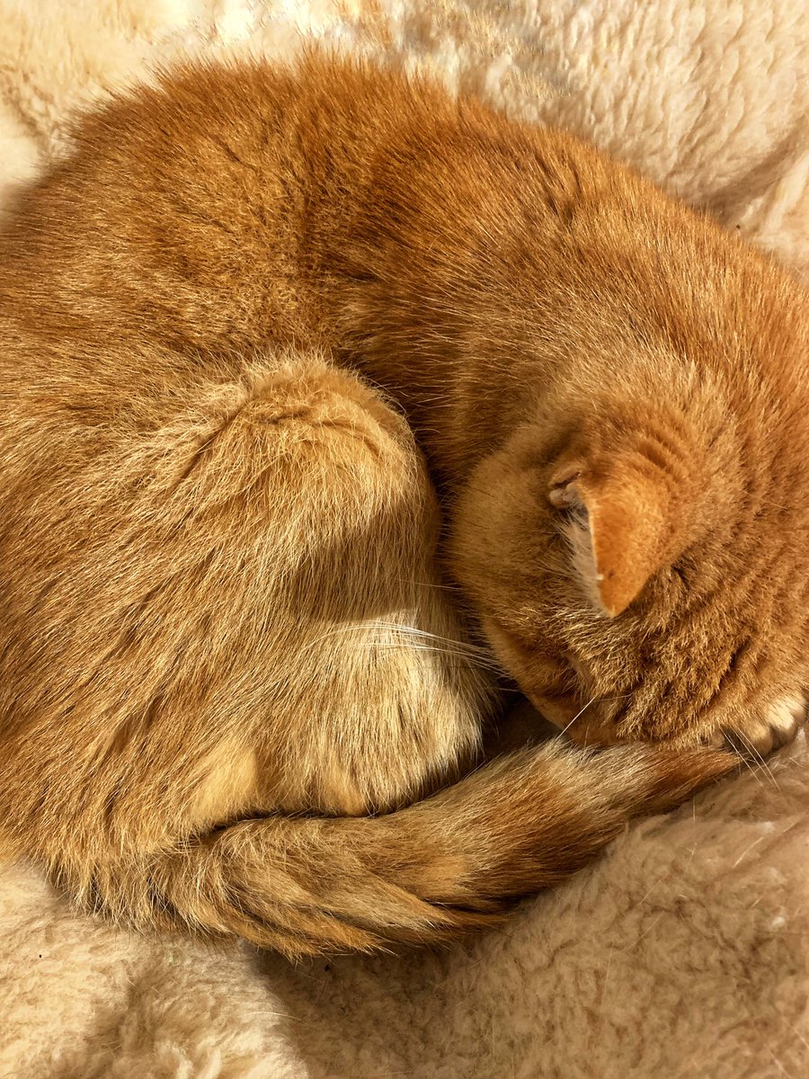 #NationalPetDay2024 Here’s Timmy in his usual pose 🧡