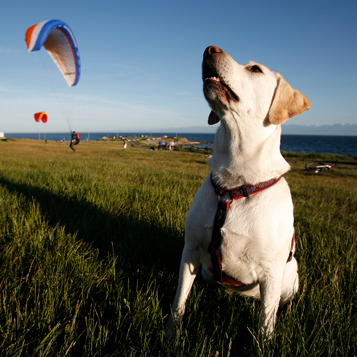 Planning your next vacation but not sure where you’ll be able to bring Bella? 🐶 To help make your next trip a breeze, we’ve crafted a three-day itinerary on the theme of ‘Pet Friendly Victoria’—including accommodations and activities: hubs.li/Q02sv12S0 #NationalPetDay