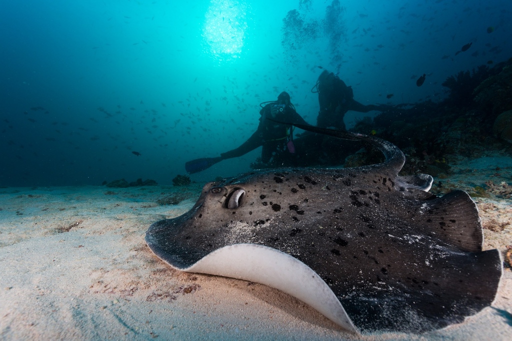 Will you explore the magic of the Maldives' underwater kingdom with Pearl Fleet? Dive into the adventures and rise to the opulence of our yacht, where luxury meets the sea. Seize the moment and book! Email for questions or are seeking availability - jennifer@pearlfleet.org⁠ #AD