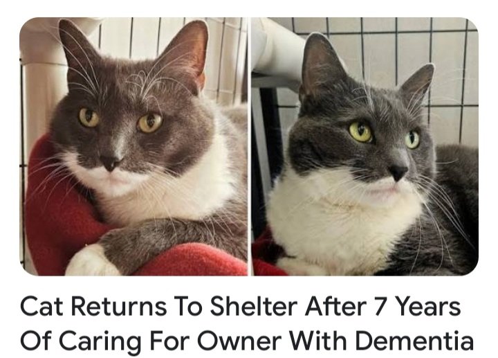 This is so sad...it breaks our heart! 💔 If anyone in the New Jersey area is looking for a cat please contact the West Milford Animal Society. Thelma provided comfort to her human for seven years before she passed. So many cats in shelters are in need of a good home! #Hedgewatch