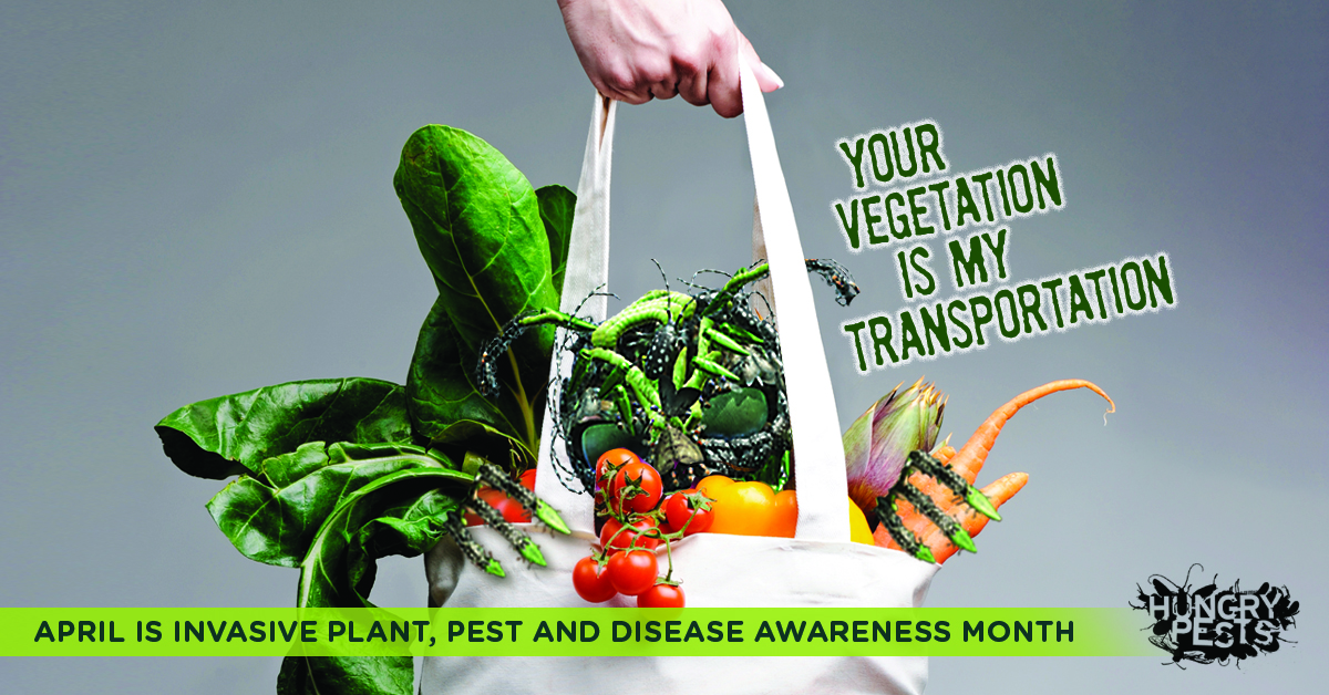 April is Invasive Plant Pest and Disease Awareness Month! You can do a lot to protect plant health against hungry pests. 

Learn how 👉 bit.ly/3TIRhmQ

#IPPDAM #empowerMore