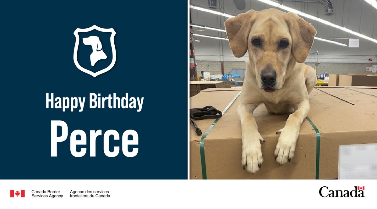 Happy 4th birthday Perce! This #DetectorDog will be celebrating with her favourite activity, playing fetch in an empty warehouse! Learn about the #CBSA’s Detector Dog program: ow.ly/rOkj50R9bI3 #DogsWithJobs