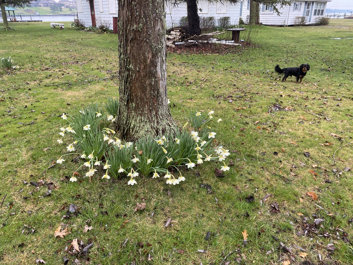 April showers bring … April flowers. Henry approves.