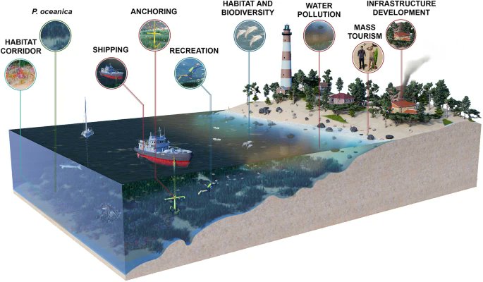 📢Nuevo artículo científico en colaboración con @Quasar_SR ℹ️AI-driven remote sensing enhances Mediterranean seagrass monitoring and conservation to combat climate change and anthropogenic impacts 🌊🛰️🌿 👉nature.com/articles/s4159… @teledetect @CSIC @ICMAN_CSIC @CopernicusEU