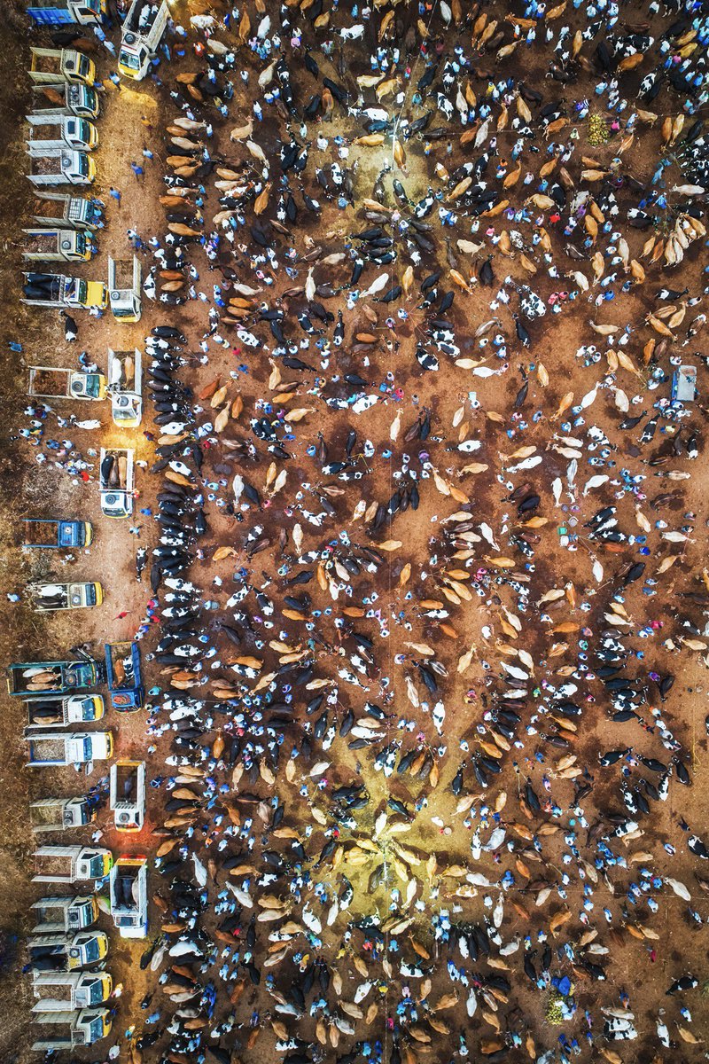 A cattle market from above. Shot on @DJIGlobal Mavic 3 Pro. #tamilnadu 

#india #cattlemarket #dji