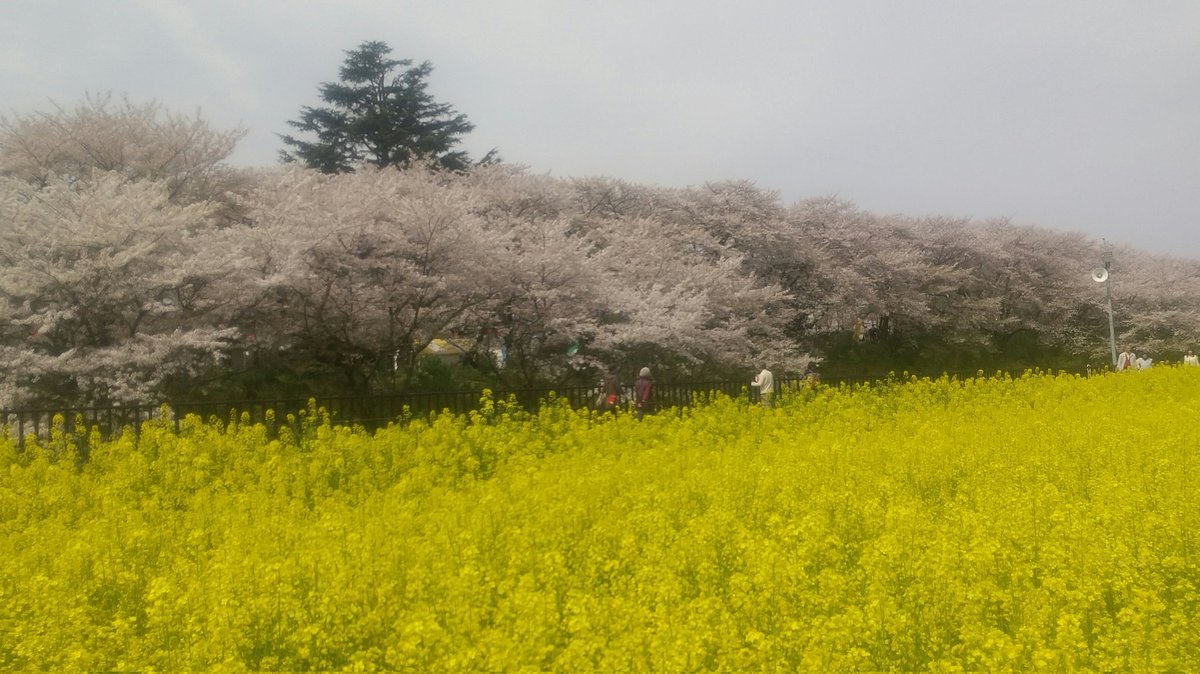 jagapy's tweet photo. 桜の花びらが散る中、お昼のお散歩。
近所だけど、今年も見れて良かった。 https://t.co/u41tbwANJg