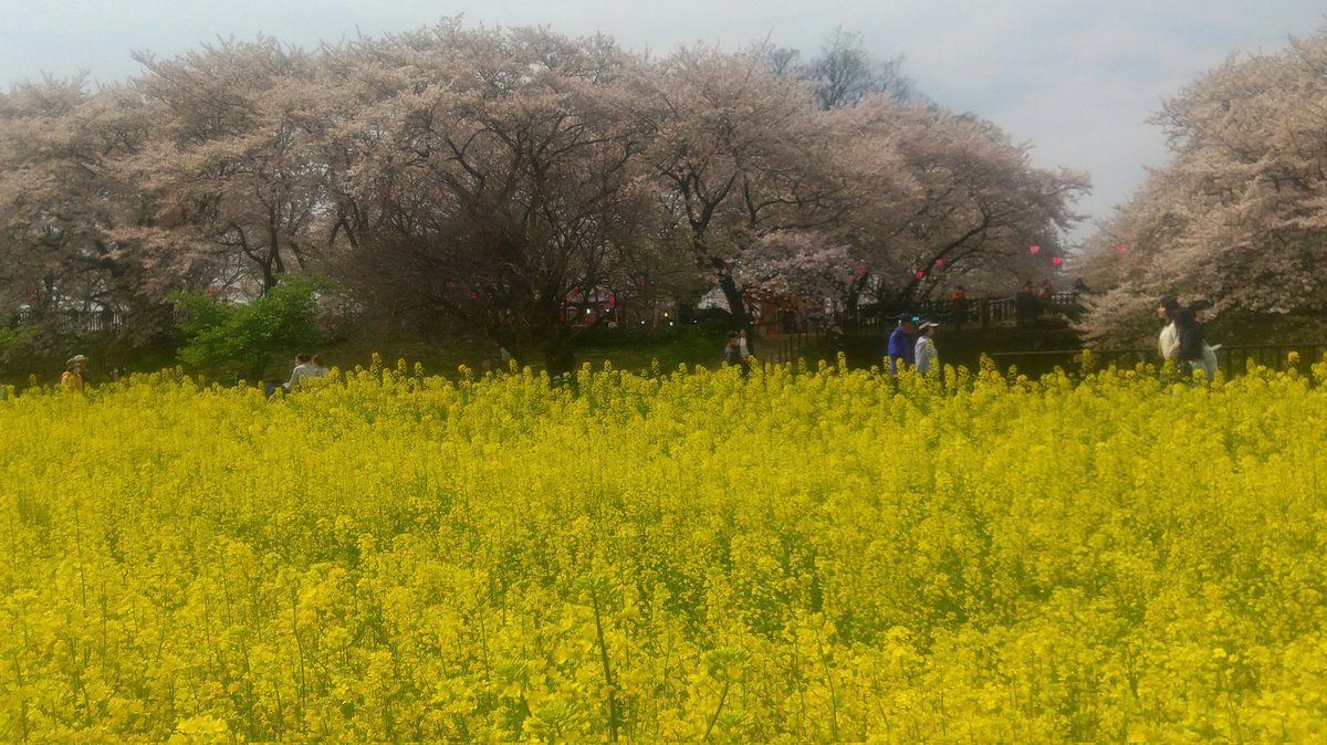 jagapy's tweet photo. 桜の花びらが散る中、お昼のお散歩。
近所だけど、今年も見れて良かった。 https://t.co/u41tbwANJg