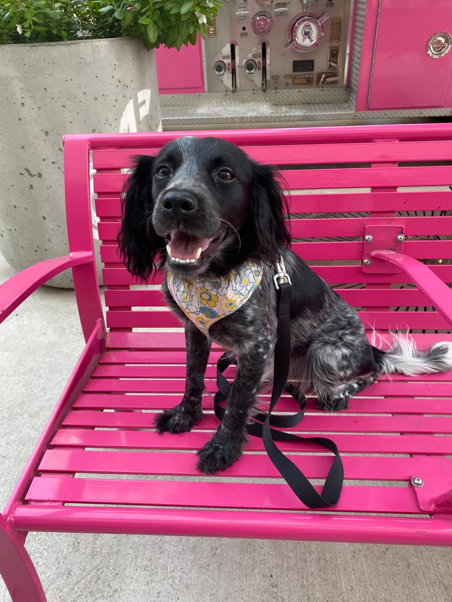 DogsonDeploymnt's tweet photo. Happy National Pet Day! Today, we celebrate Daisy, our 2024 American Hero Pet of the Year & Mascot, and the incredible bond she shares with her human, Ren. ๐ฉท
#NationalPetDay #DogsonDeployment #MilitaryPets #DoDMascot #AmericanHeroPetOfTheYear https://t.co/KXvdJHtjqh