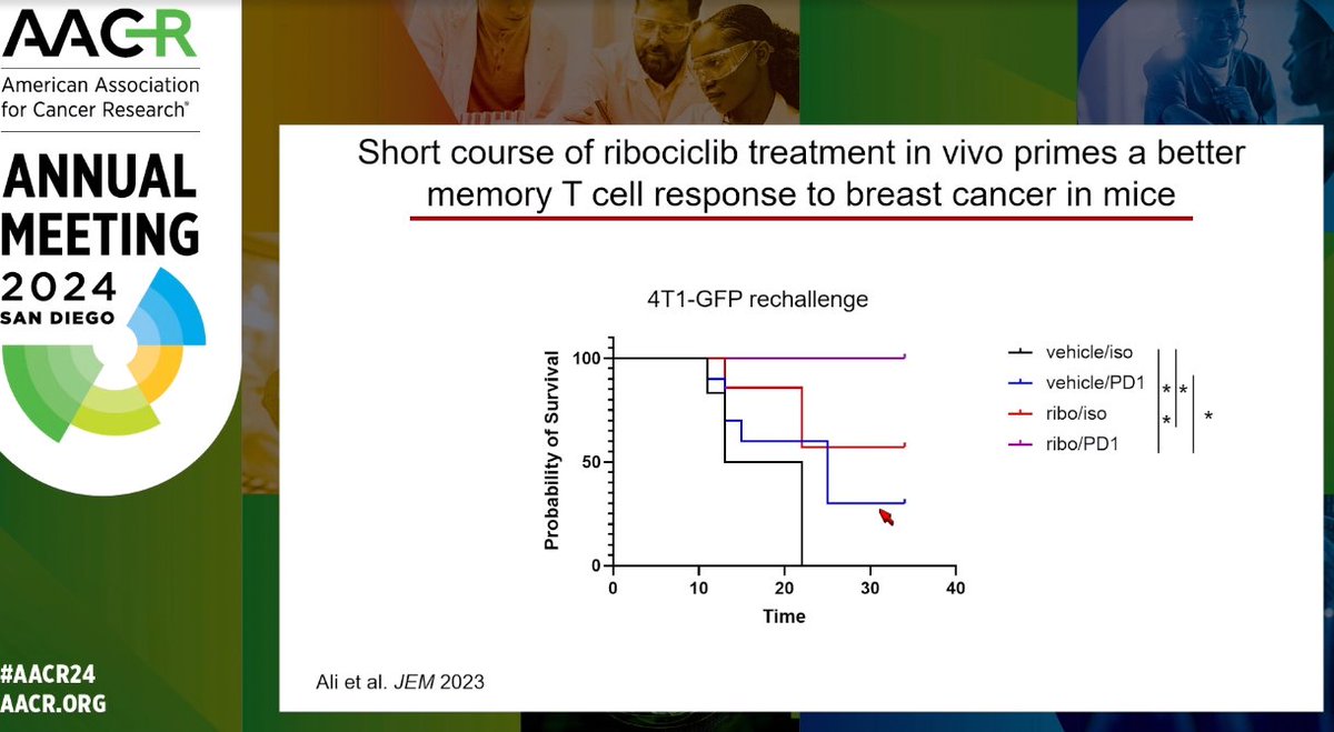 Ludwig @harvardmed's Stephanie Dougan spoke at #AACR24 about her lab's preclinical studies showing how drugs known as CDK4/6 inhibitors might be used in combination with checkpoint blockade immunotherapy to augment anti-tumor immunity without causing serious adverse reactions.