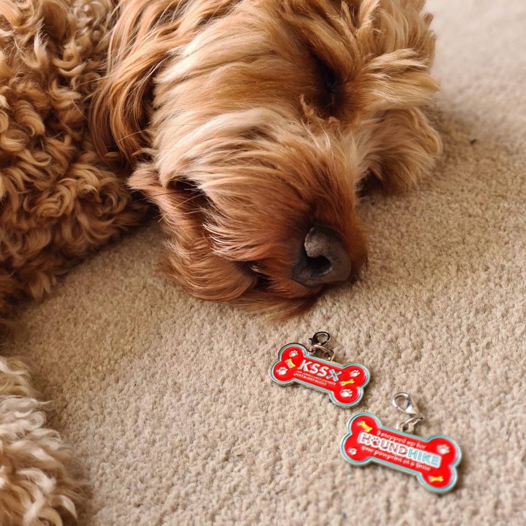 No time for snoozing, Monty! It's nearly Hound Hike time!🐕 If you sign up to Hound Hike and raise £50, your furry friend will get a stylish collar charm and match with Monty! Find out more at aakss.org.uk/houndhike Help us save lives, one pawprint at a time🐾