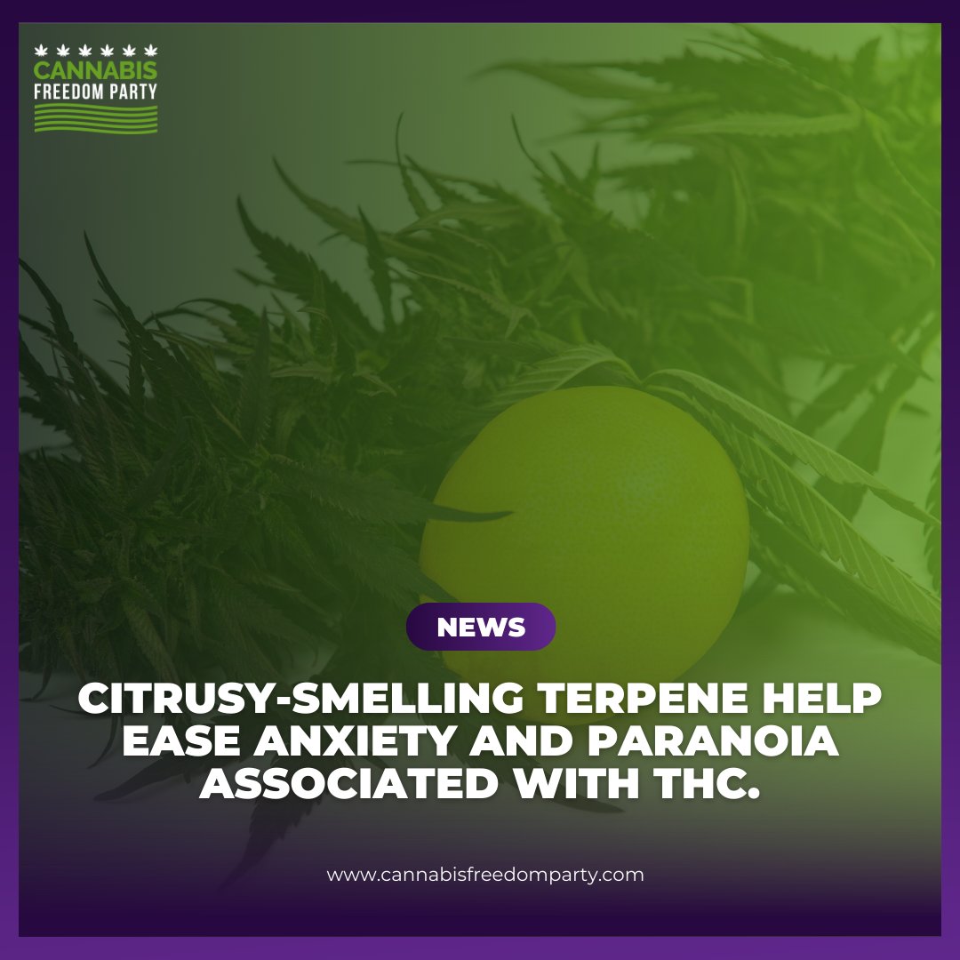A new study suggests that D-limonene, a terpene found in herb, can help reduce anxiety and paranoia caused by THC. This could be a game-changer for people who use it for medical purposes! 

Lets legalize it to explore its potential. 
goodchange.app/donate/cannabi…

#cfp #naturalmedicine